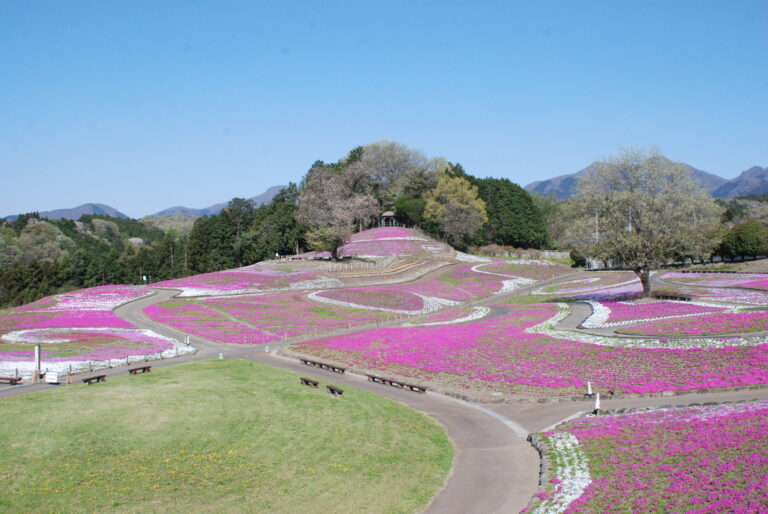 ≪超目玉☆12月≫ みさと芝桜公園のさくら祭 絵画/タペストリ