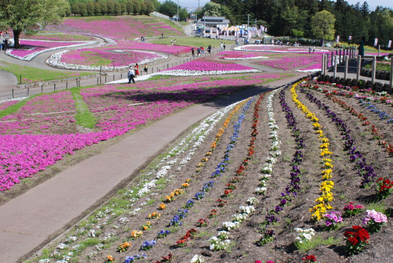 ≪超目玉☆12月≫ みさと芝桜公園のさくら祭 絵画/タペストリ