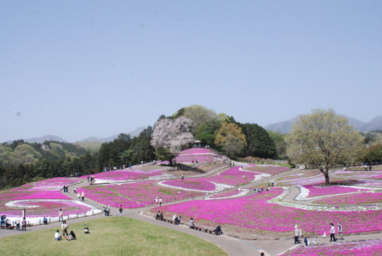 みさと芝桜まつり開催について - ゆうすげ オフィシャルサイト