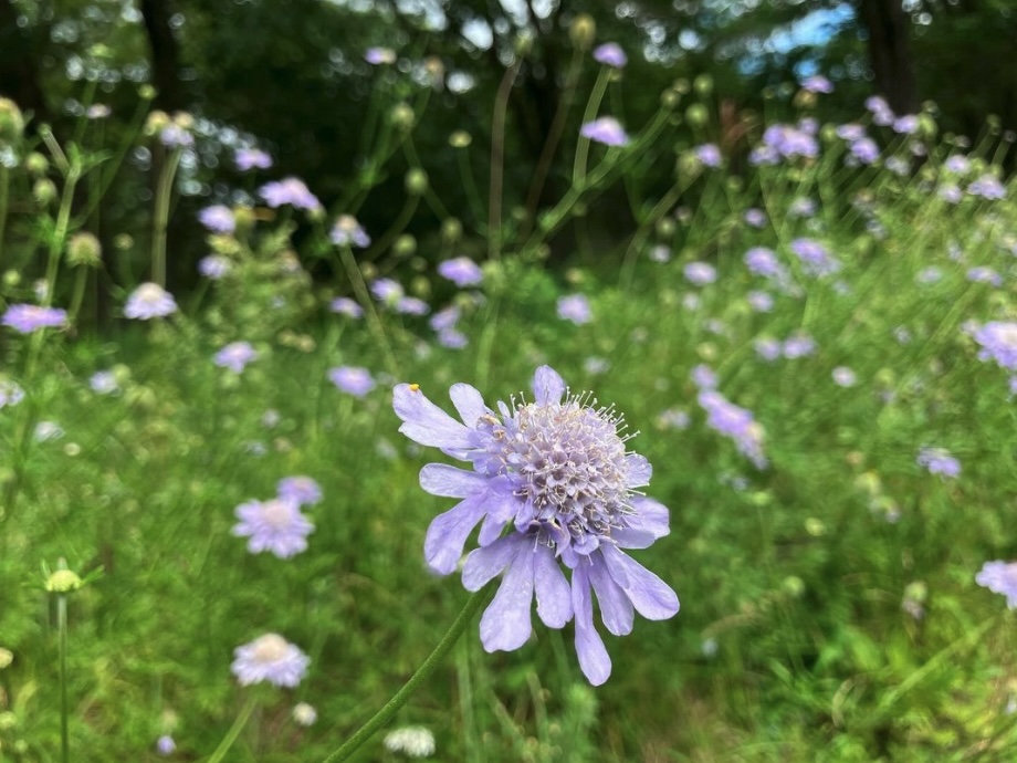 マツムシソウが咲き始めました